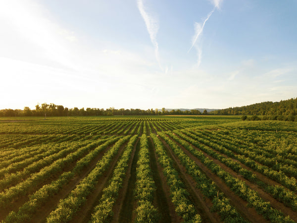 Yatham Organics farm