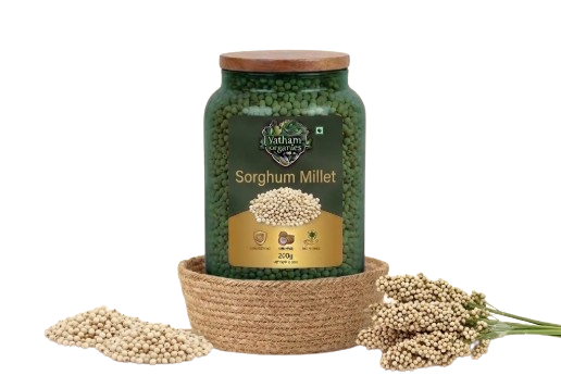 Sorghum (జొన్నలు)