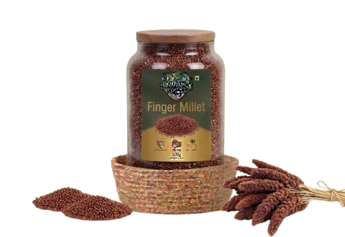 Finger Millet (రాగులు)